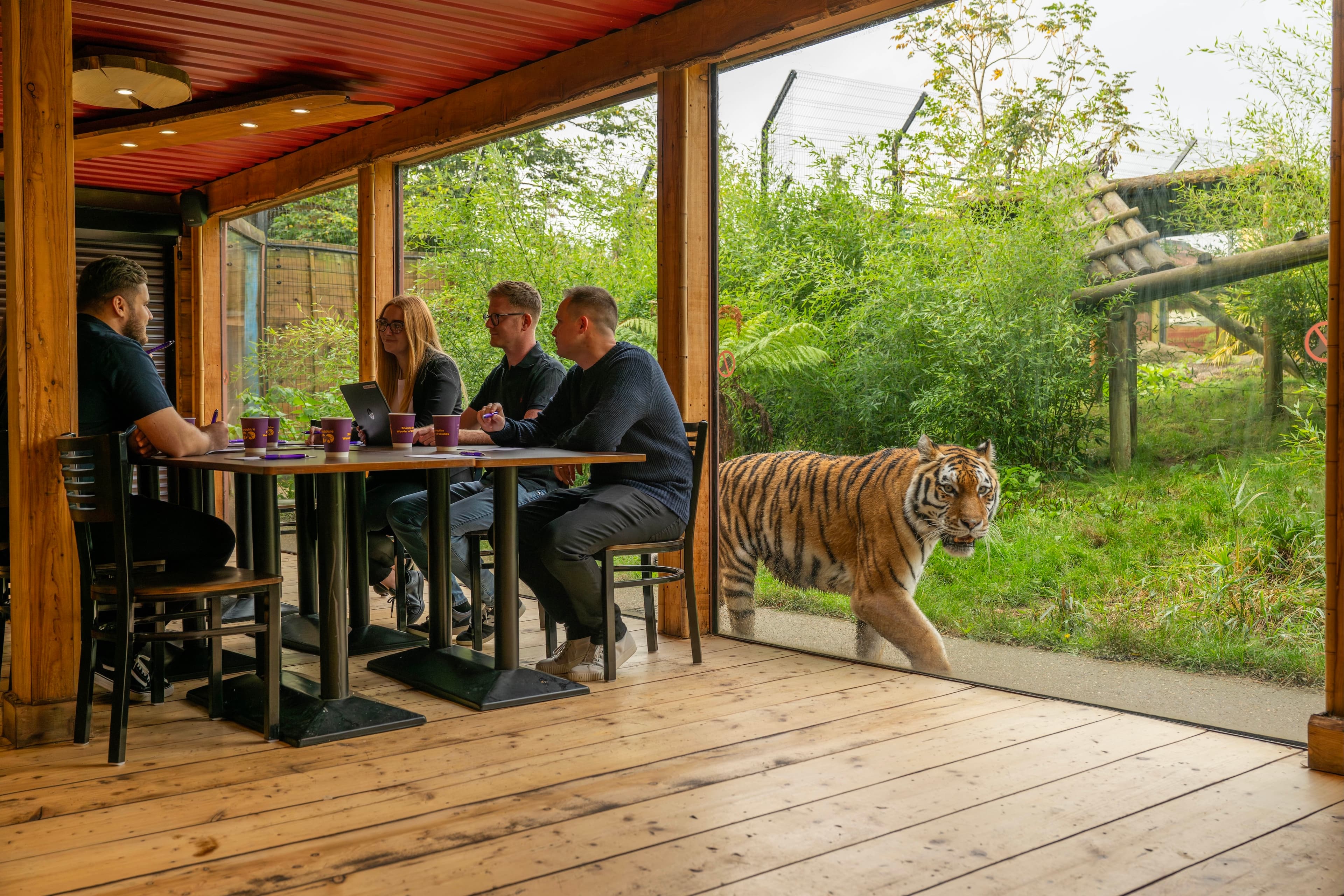 Tiger Venue, Hertfordshire Zoo photo #2