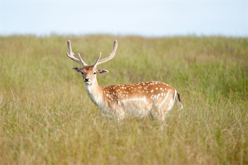 Exclusive Hire, Deer Park Hall photo #1