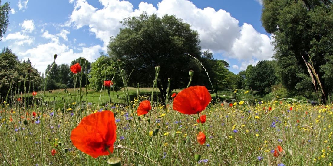 Gardens Or The Parkland, Syon Park - Syon House photo #1