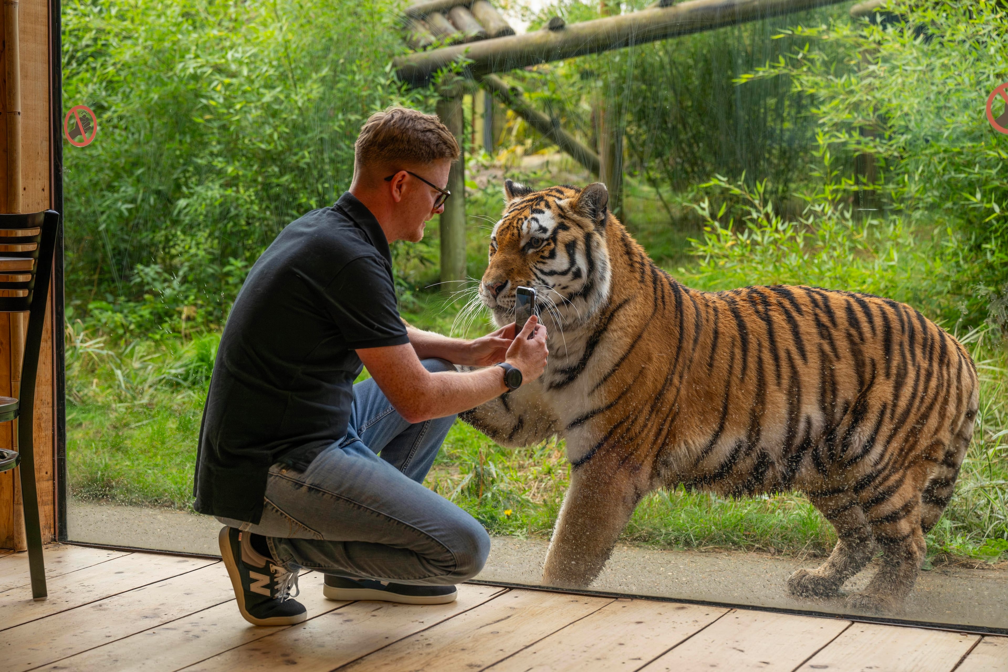 Photo of Hertfordshire Zoo, Tiger Venue
