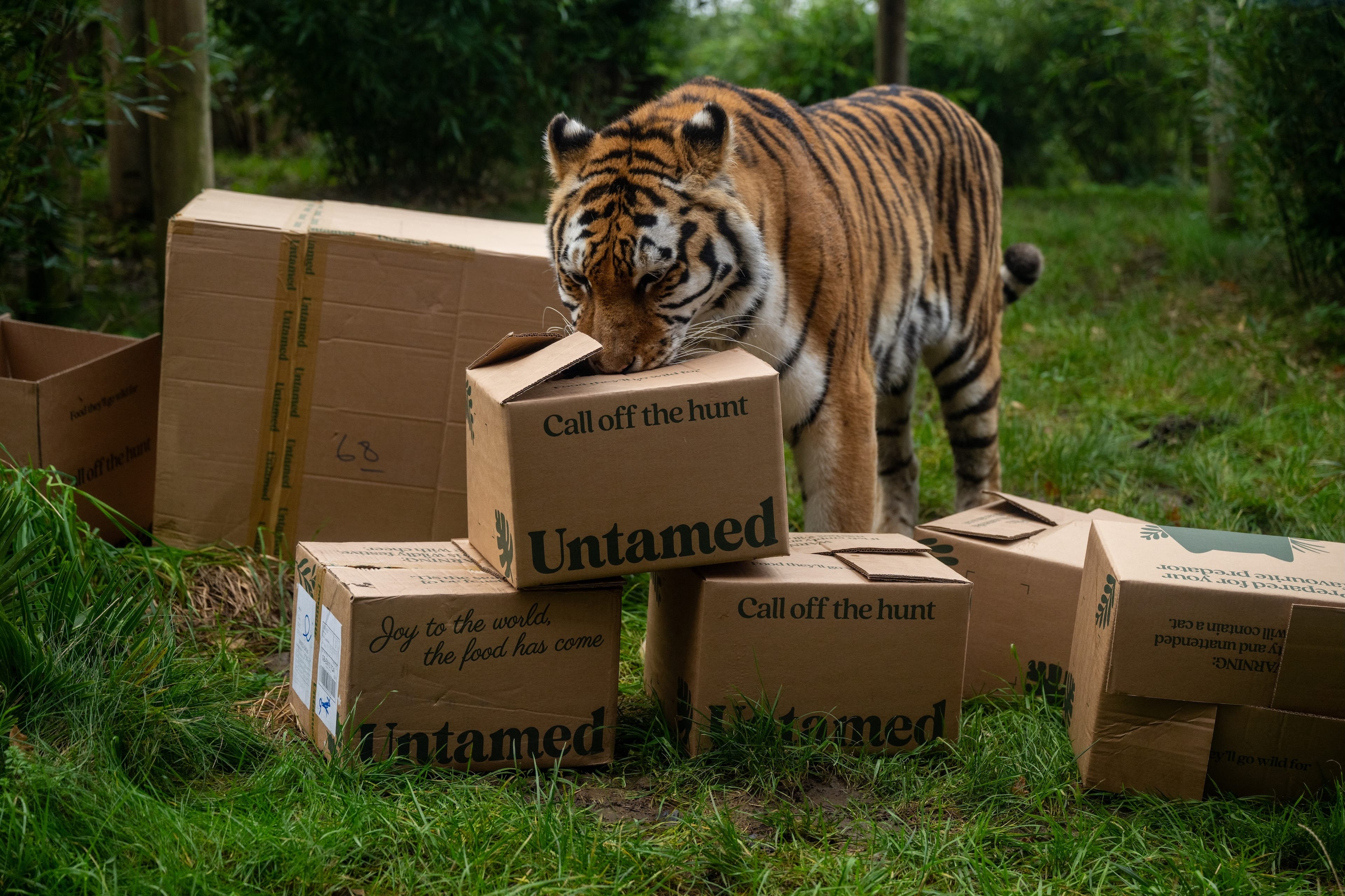Photo of Hertfordshire Zoo, Tiger Venue