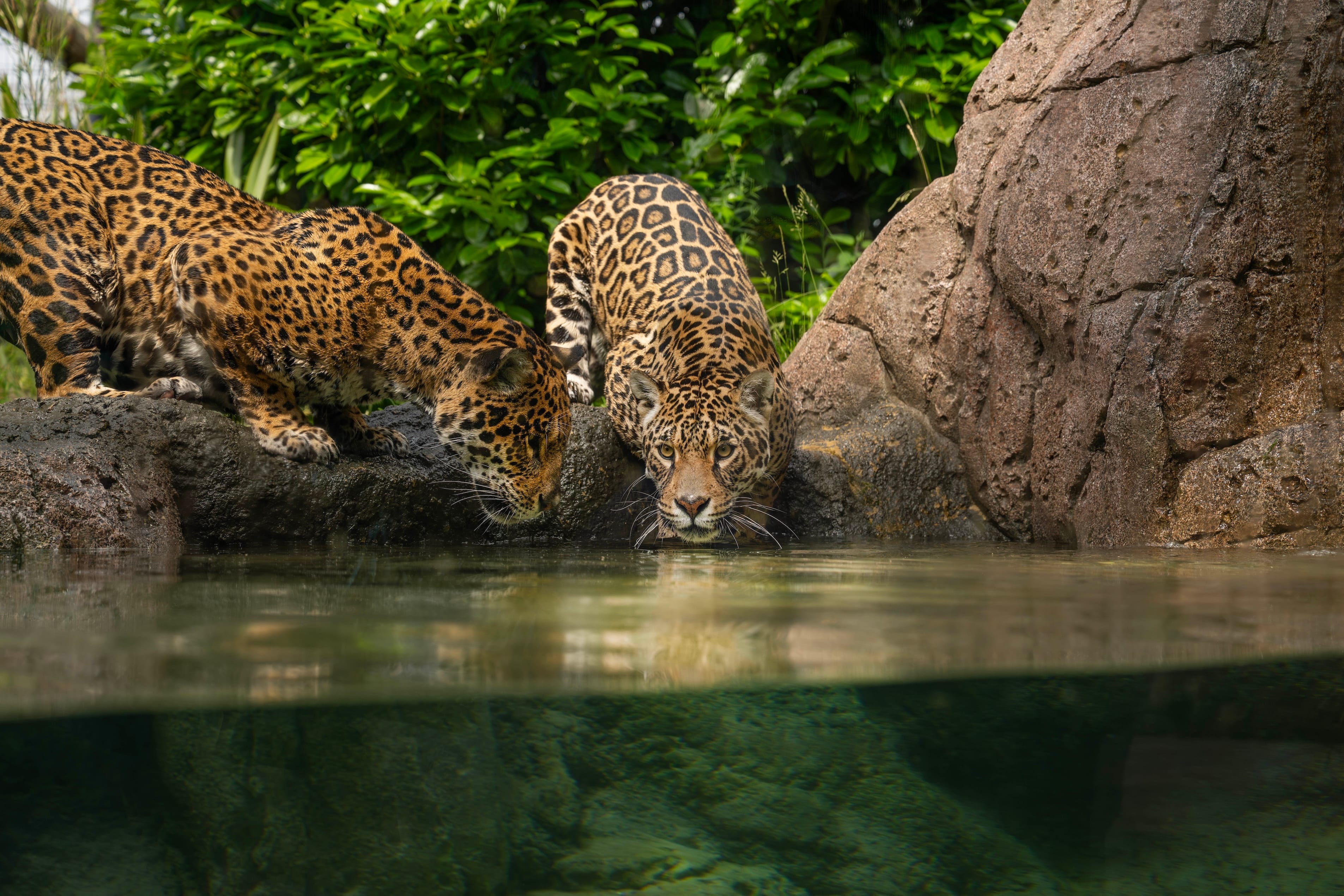 Photo of Hertfordshire Zoo, Sunbear Venue
