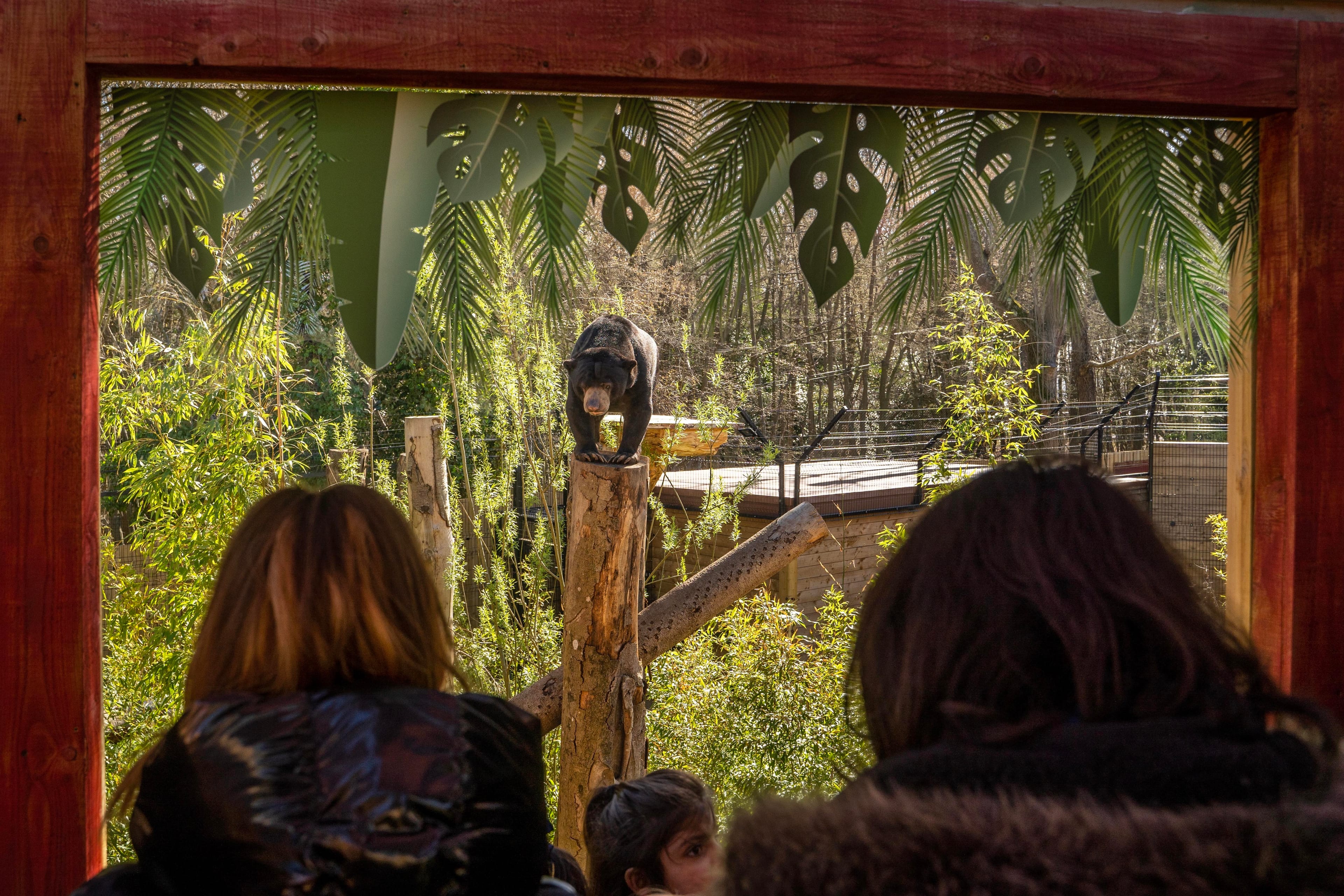 Photo of Hertfordshire Zoo, Sunbear Venue