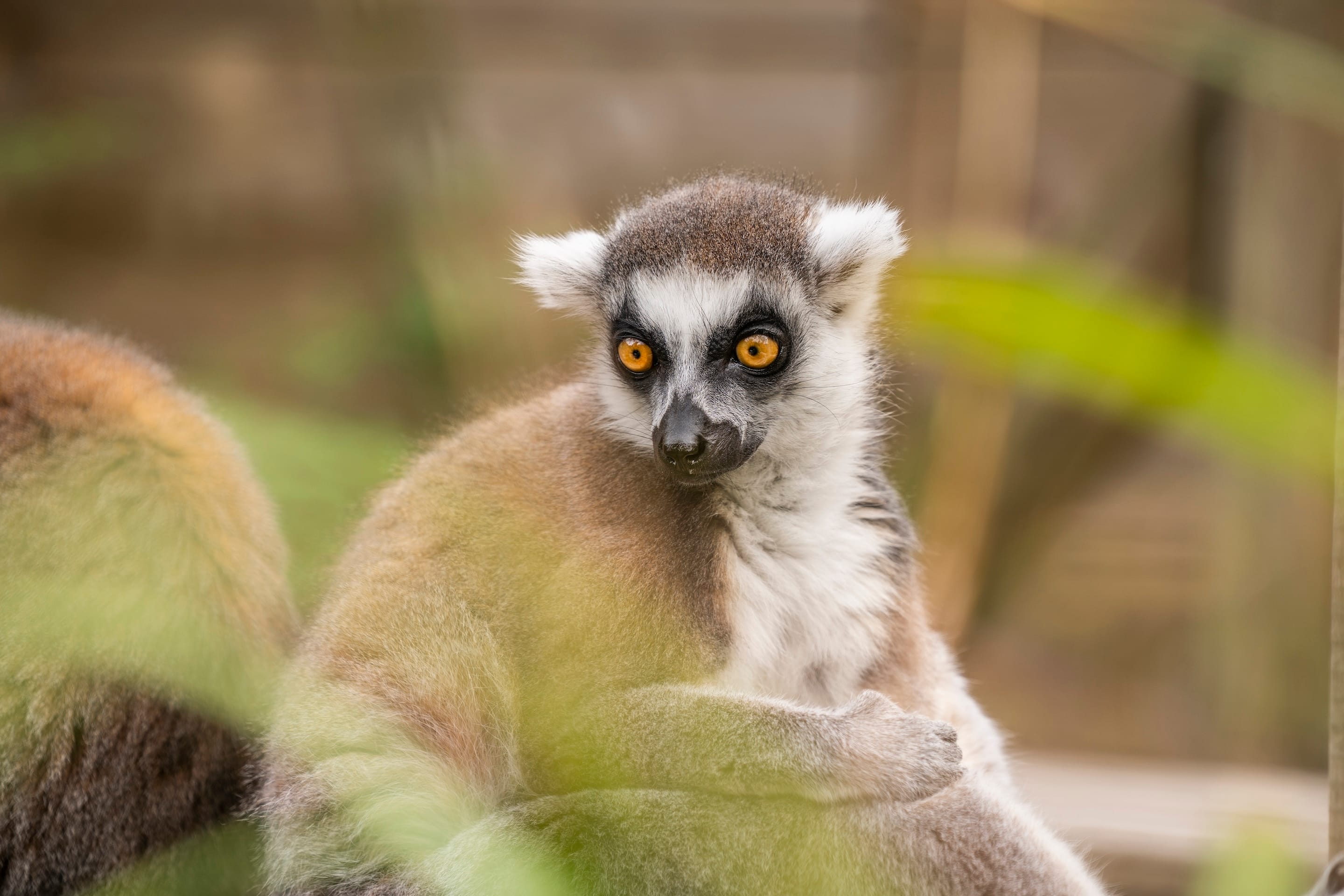 Photo of Hertfordshire Zoo, Sunbear Venue
