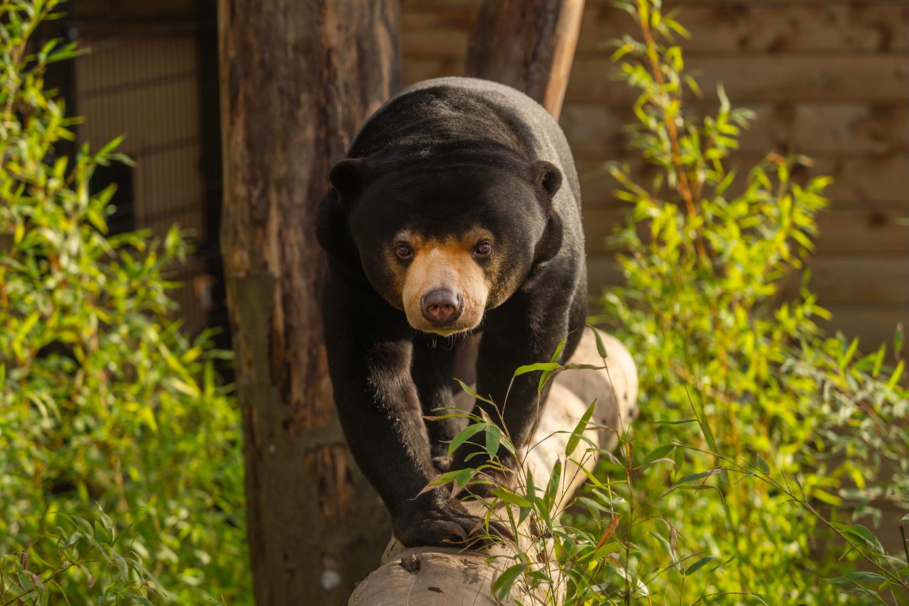 Photo of Hertfordshire Zoo, Sunbear Venue